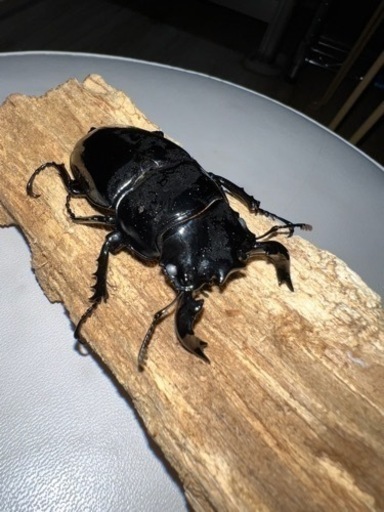 タランドゥスオオツヤクワガタペア