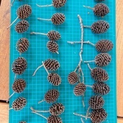 木の実色々　ヤシャブシ、メタセコイア、ツバキ、松ぼっくりの画像