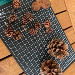 木の実色々　ヤシャブシ、メタセコイア、ツバキ、松ぼっくりの画像