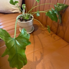 ＊引渡者決定　日程調整中＊観葉植物(フィロデンドロン セローム)