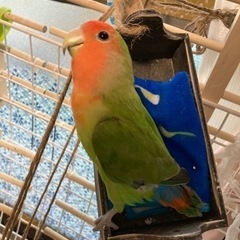 コザクラインコ　ノーマル