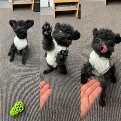 ※受付一時停止中※【現金手渡し】【交通費支給】小型犬のお世話