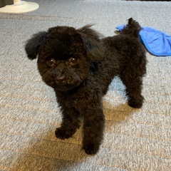 ※受付一時停止中※【現金手渡し】【交通費支給】小型犬のお世話の画像