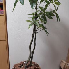 人工観葉植物