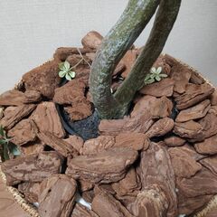 人工観葉植物の画像