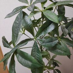 人工観葉植物の画像