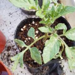 受付終了‼️大変お待たせしてすみません🙏苗の準備が出来ました❗️【小瀬スポーツ公園 たまご村付近】の画像