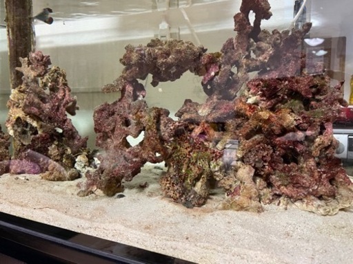 ライブロック サンゴ 海水魚 コレクション