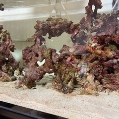 ライブロック　サンゴ　海水魚の画像