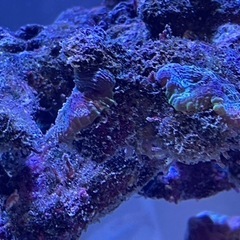 ライブロック　サンゴ　海水魚の画像