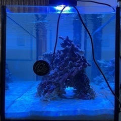 ライブロック　サンゴ　海水魚の画像