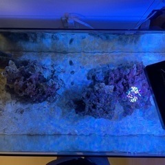 ライブロック　サンゴ　海水魚の画像