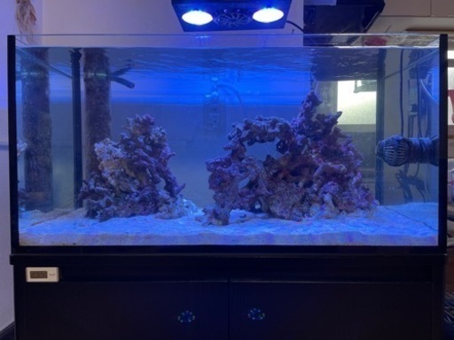 ライブロック　サンゴ　海水魚