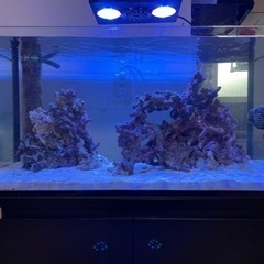 ライブロック　サンゴ　海水魚