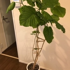 ウンベラータ　約140cm  室内置き　お値下げしました