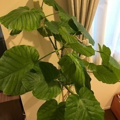 ウンベラータ　約140cm  室内置き　お値下げしましたの画像