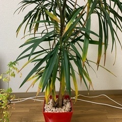 引き取り者確定 ドラセナ　観葉植物