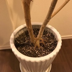 ウンベラータ　約140cm  室内置き　お値下げしましたの画像