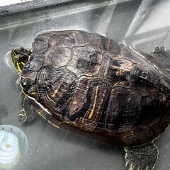 ミドリガメ2匹／里親さま募集です！