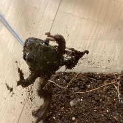 シュレーゲルアオガエル