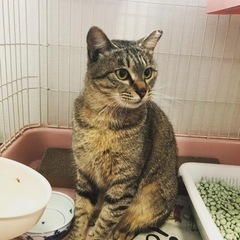 幸福の鍵しっぽ！小柄で可愛いキジトラちゃん