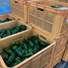 簡単軽作業！稼げる農業バイト★の画像
