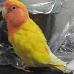 インコを探しています。