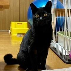 1歳半ぐらいの黒猫の男の子