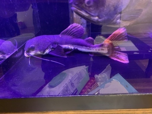 レッドテールキャット 30cm± 引き取り限定