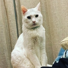 迷子猫探しています！