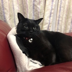 可愛い黒猫　女の子　７歳　！！！