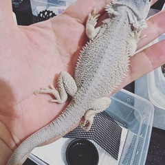 🔵07/29(火)更新 餌用活コオロギ の画像