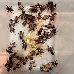 🔵07/29(火)更新 餌用活コオロギ の画像