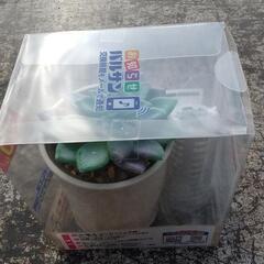 🦟虫除け270日安心🪰の画像