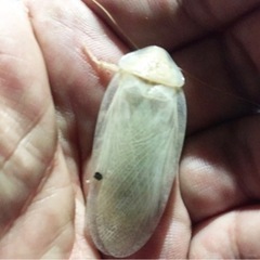 🔵デュビア の画像