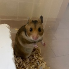 ハムスター　ゴールデンハムスター