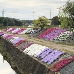 芝桜イベントを開催します。