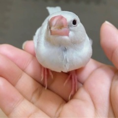 迷子の文鳥を探してます！