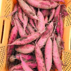 茨城産サツマイモを売ります②の画像