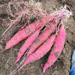 茨城産サツマイモを売ります②の画像