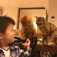 ネコの兄妹です　2匹一緒に暮らさせてあげてください(トライアル中です)