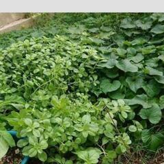 おまけ付き北海道産小豆使用どら焼き４個✕３袋+おまけ お任せなら２００円分付きの画像