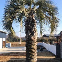 ココスヤシ、ソテツ等の剪定／ヤシ系買取を承ります。 (バーニーズ) 三