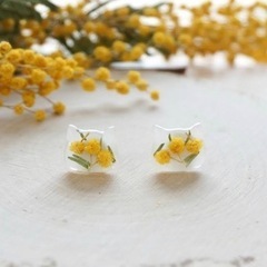 ミモザ花粒ptjagの画像