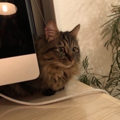 迷い猫里親募集してます。