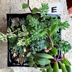 【値下げ】多肉植物　セダム寄植えE