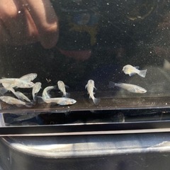 メダカ　サファイア　画像の個体　③の画像