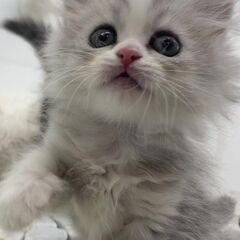 キャットブリーダー　スタッフ募集の画像