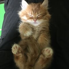 キャットブリーダー　スタッフ募集の画像