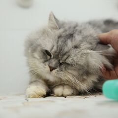 キャットブリーダー　スタッフ募集の画像